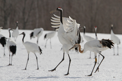 Grus japonensis