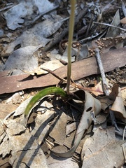 Thelymitra granitora