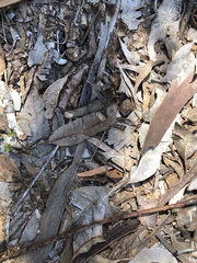 Thelymitra granitora
