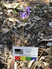 Thelymitra granitora