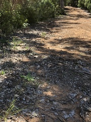 Thelymitra granitora