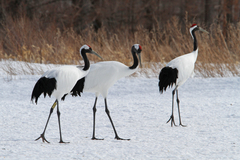 Grus japonensis