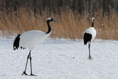 Grus japonensis