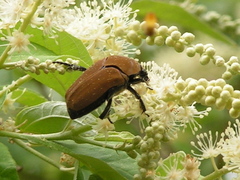 Hologymnetis cinerea