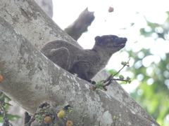 Arctogalidia trivirgata