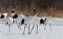 Grus japonensis