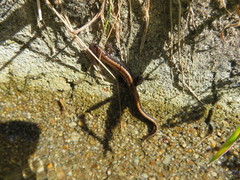 Chioglossa lusitanica