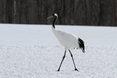 Grus japonensis