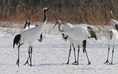 Grus japonensis