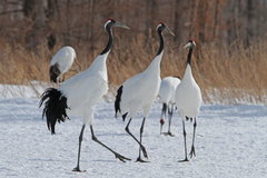 Grus japonensis