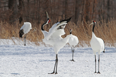 Grus japonensis