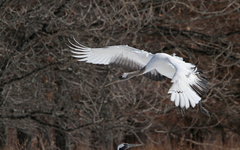 Grus japonensis