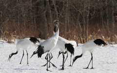 Grus japonensis