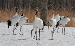 Grus japonensis