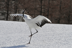 Grus japonensis