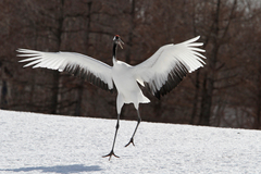 Grus japonensis