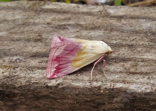 Eublemma purpurina