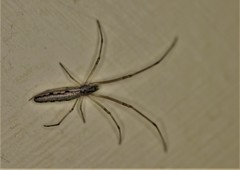 Tetragnatha demissa