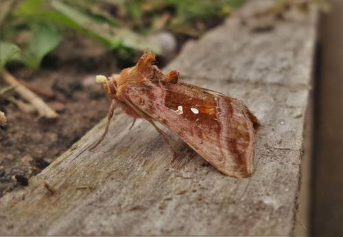 Autographa jota