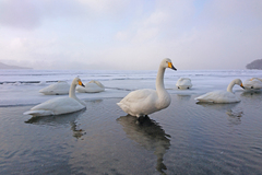 Cygnus cygnus