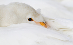 Cygnus cygnus