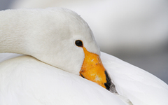 Cygnus cygnus