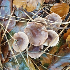 Lactarius hepaticus