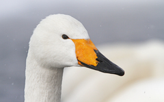 Cygnus cygnus