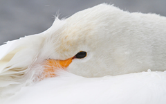 Cygnus cygnus