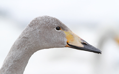 Cygnus cygnus