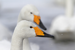 Cygnus cygnus