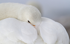 Cygnus cygnus