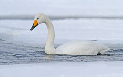 Cygnus cygnus