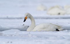 Cygnus cygnus