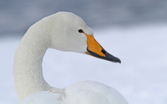 Cygnus cygnus