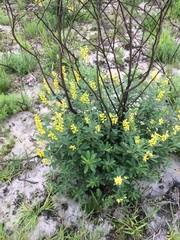 Eriosema psoraleoides