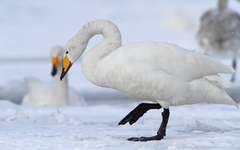 Cygnus cygnus