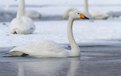 Cygnus cygnus