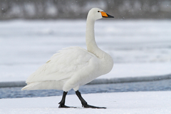 Cygnus cygnus