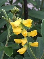 Eriosema psoraleoides