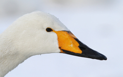 Cygnus cygnus