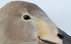 Cygnus cygnus