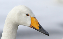 Cygnus cygnus