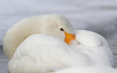 Cygnus cygnus