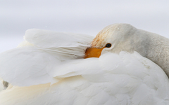Cygnus cygnus