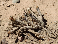 Pterocactus tuberosus