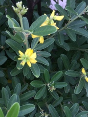 Eriosema psoraleoides