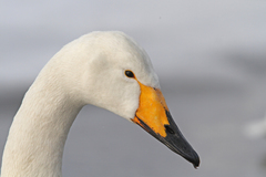 Cygnus cygnus