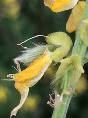 Eriosema psoraleoides