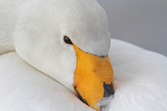 Cygnus cygnus